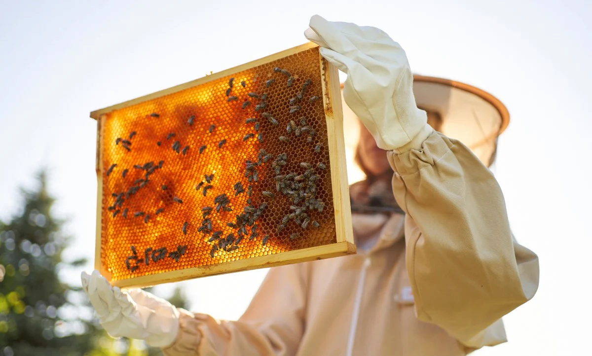apicoltore e alveare con miele e api