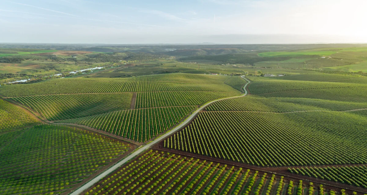 foto dall'alto di campi coltivati