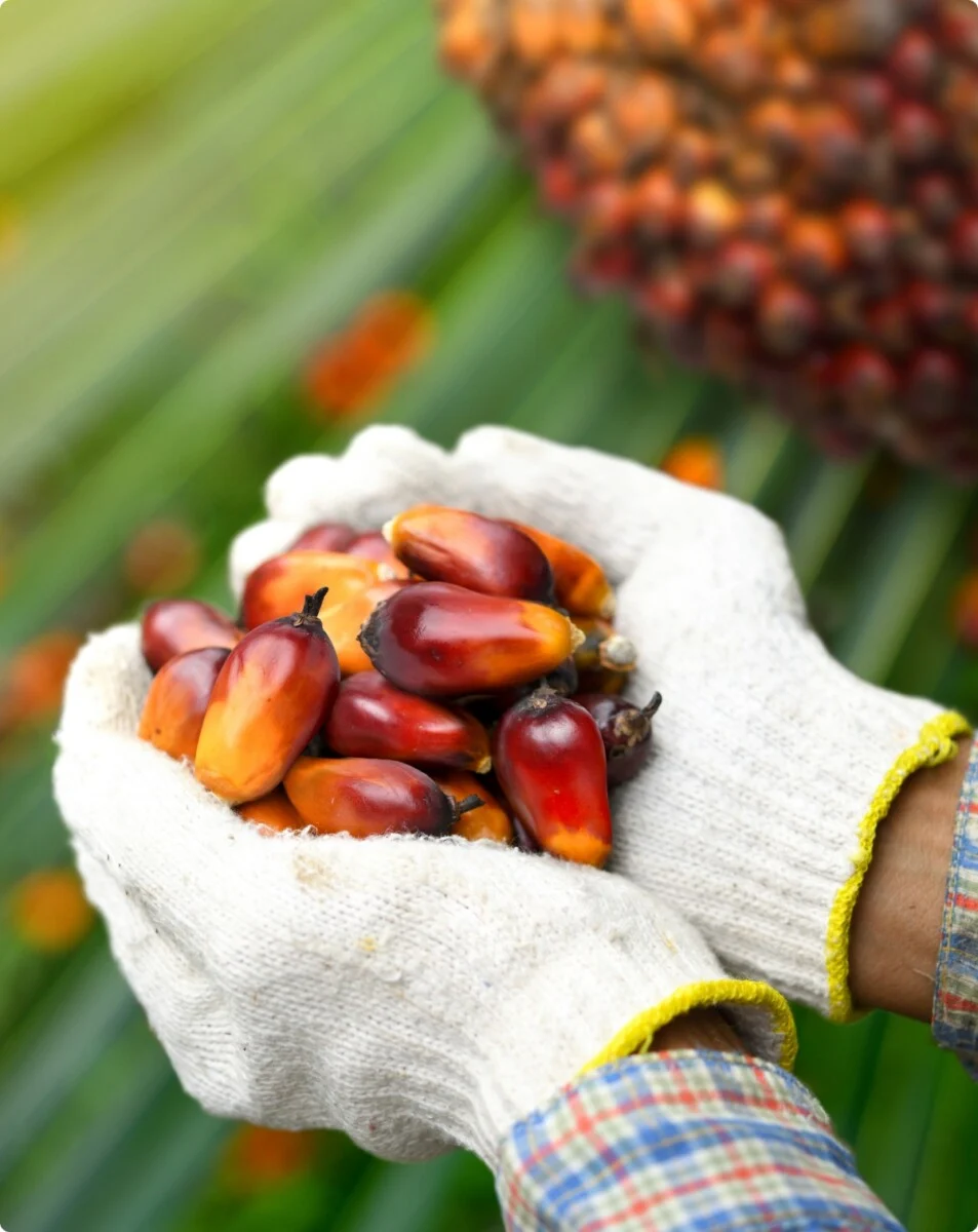 semi di palma da olio