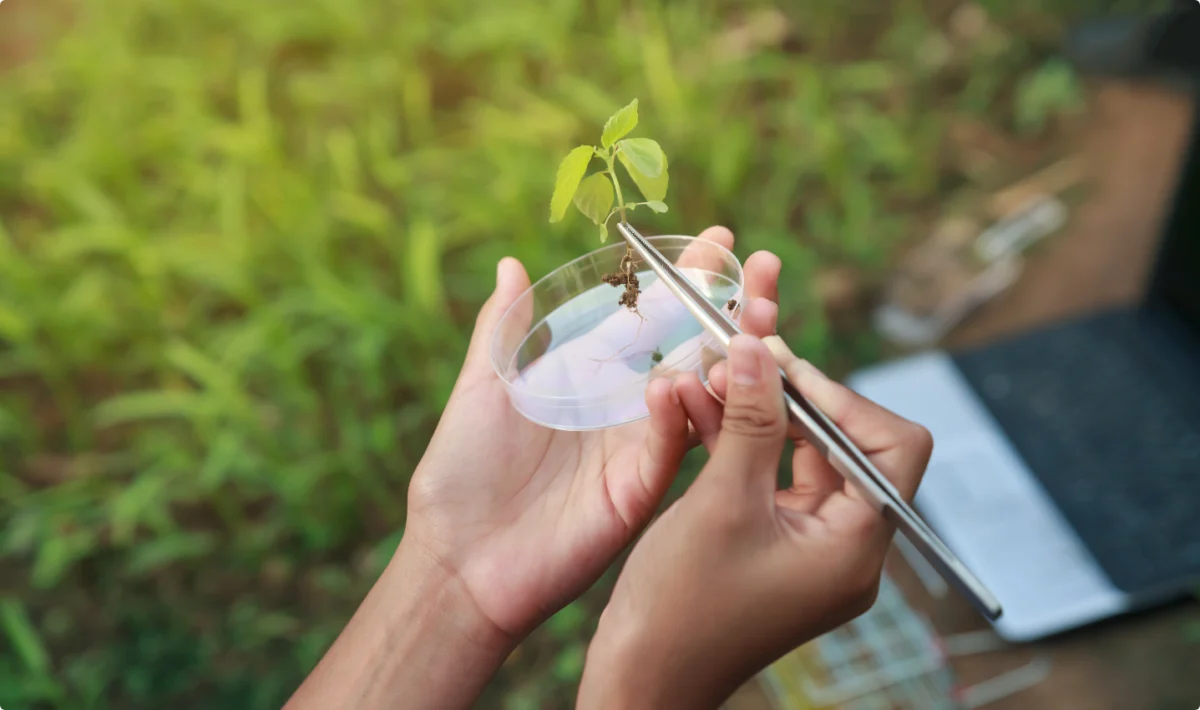 dettaglio sulle mani di un ricercatore che tengono un vetrino e una pinza che afferra una piccola pianta